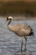 ​The cranes have already landed in Extremadura for their wintering season.