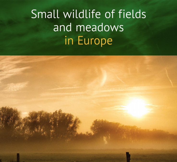small_wildlife_of_fields_and_meadows_in_europe_march_2021_2-3