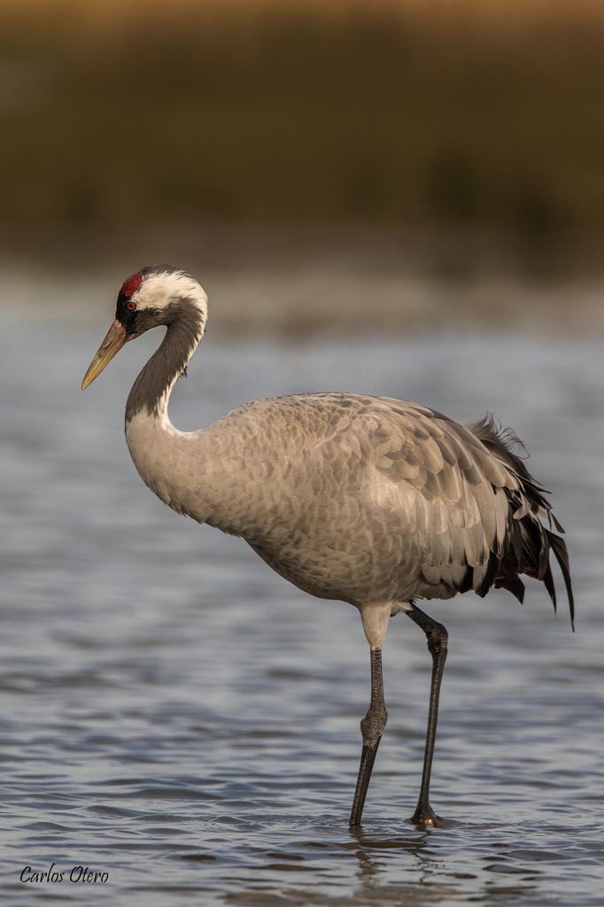 the_cranes_have_already_landed_in_extremadura_for_their_wintering_season_1_1-3
