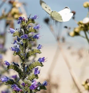 Guard or gardener? Rethinking nature stewardship and protection