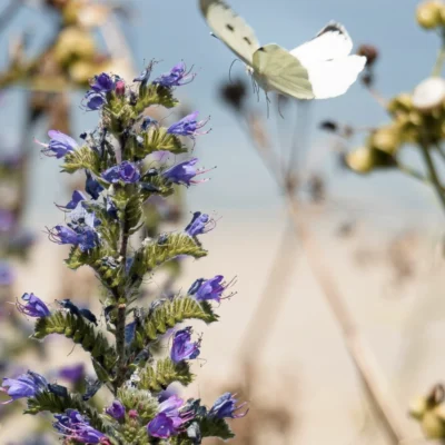 Guard or gardener? Rethinking nature stewardship and protection